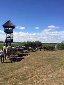 Calèches à la Grand Mare de Sainte Opportune la Mare au Cœur du Marais Vernier